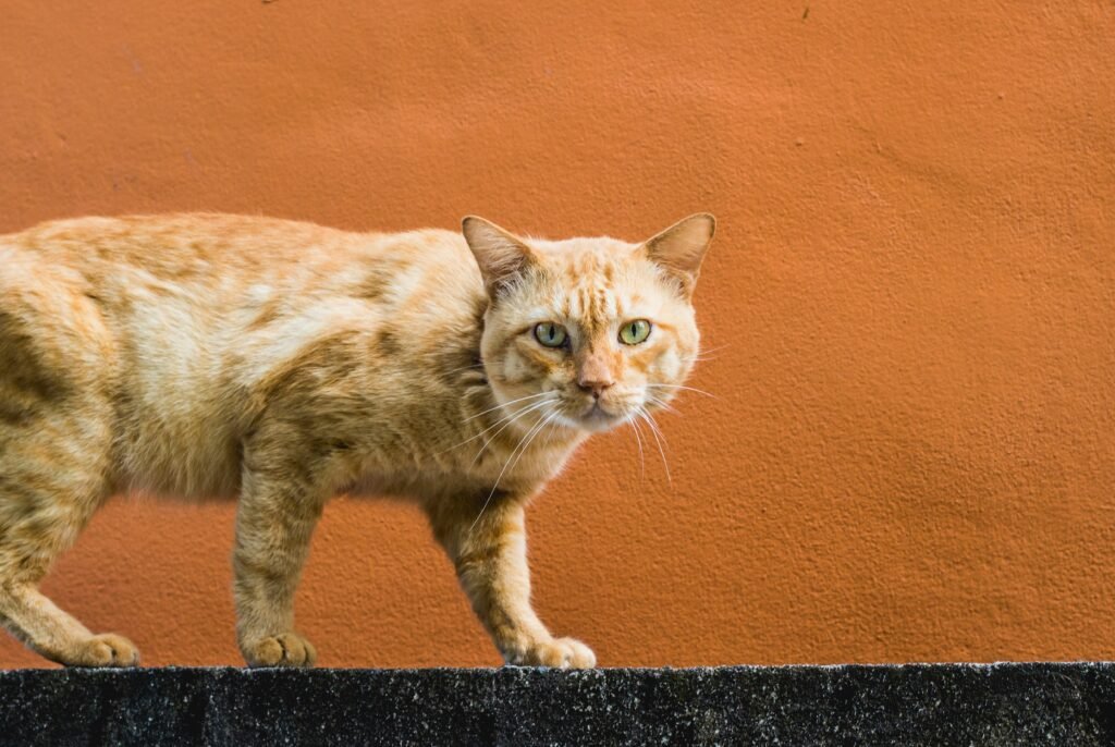 Qualidade de vida de cães e gatos no ambiente doméstico.
