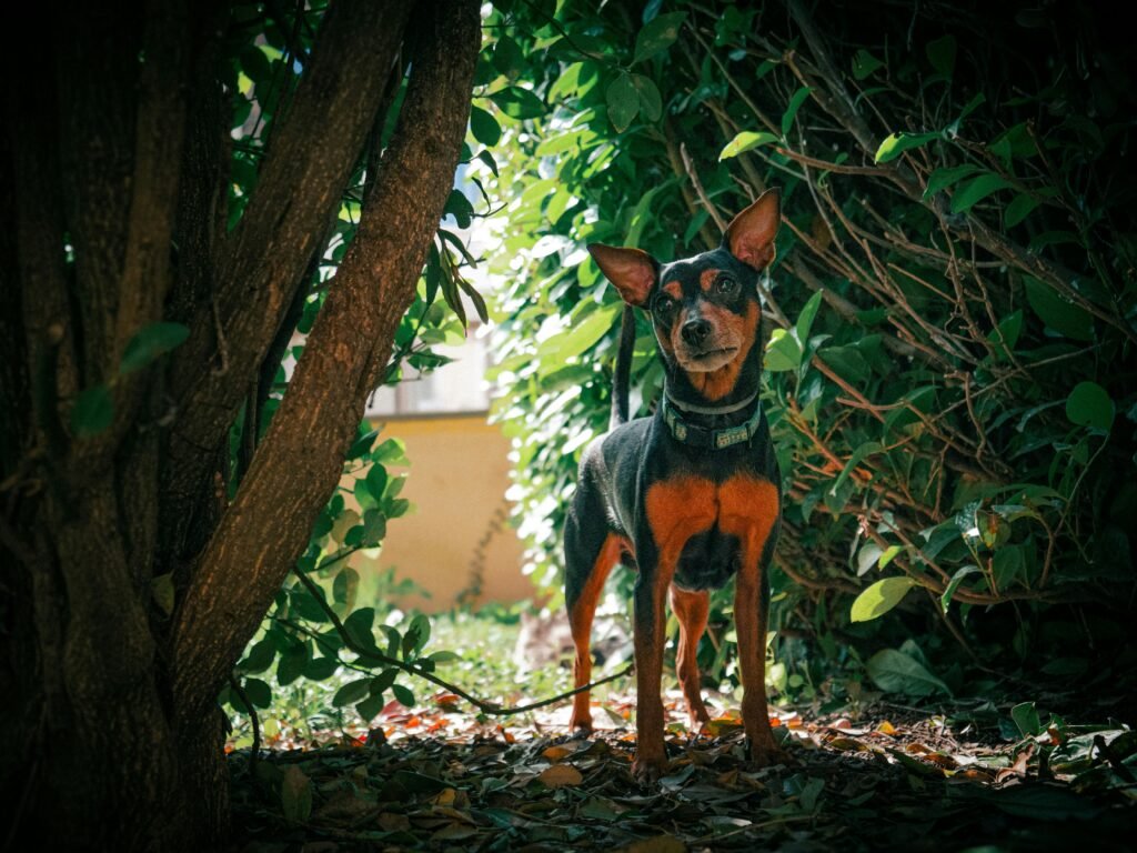 Ele lambe tudo… Isso é normal?
