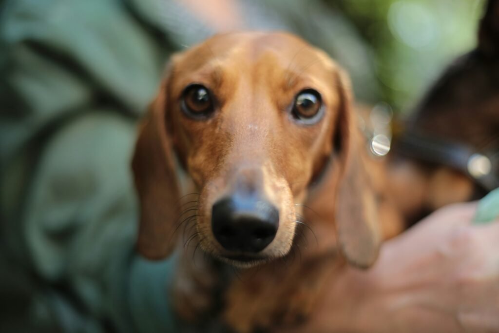 Seu cão se coça? Pode não ser apenas alergia, mas sim por estresse