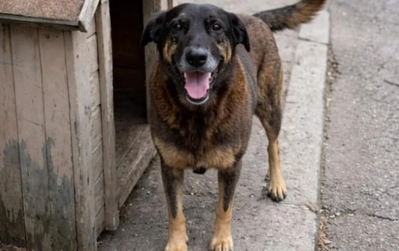 Falta de educação, de caráter e maldade não é diagnóstico psiquiátrico (caso Orelha).